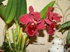Blc. Chia lin’’new city’ 